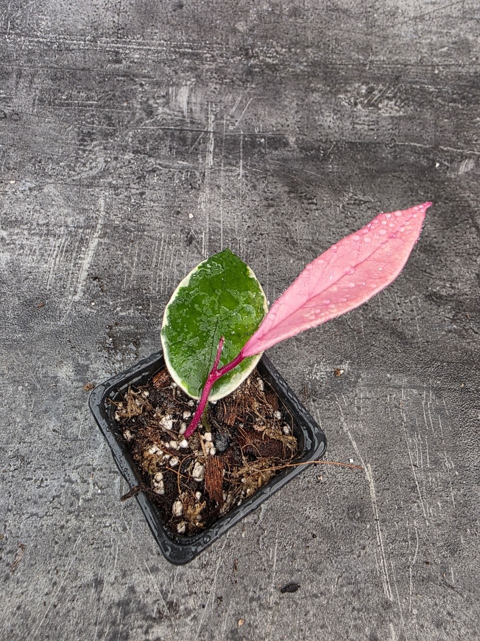 PORODNICE Hoya Flamingo Dream